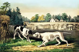 Images Dated 8th September 2011: Hunting dogs on a Point