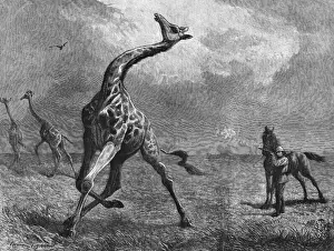 Giraffe Prints: Hunting giraffe