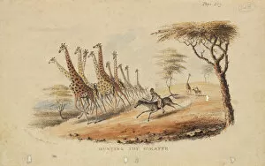Ungulate Gallery: Hunting the Giraffe by William C Harris