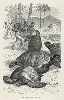 Turtles Prints: Hunting Green Turtles