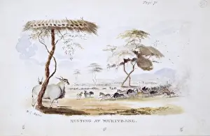 Hunting at Meritsane (Plate 51 / 52)