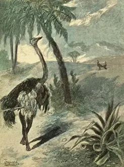 Hunting Ostrich