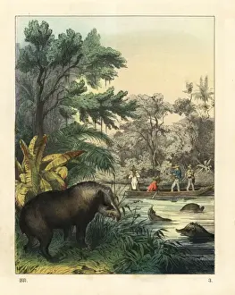 Tapirus Prints: Hunting for tapirs, Tapirus terrestris (endangered)
