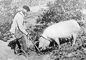 Truffle Prints: Hunting for truffle, Perigord, France, Victorian period