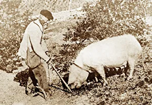 Hunting for truffle, Perigord, France, Victorian period