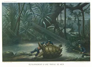 Hunting Turtles / 1865
