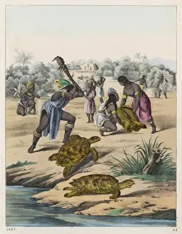 Turtles Prints: Hunting Turtles