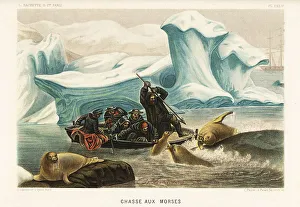 Hunting walrus, Odobenus rosmarus, in the Arctic ice floes