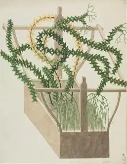 Polypodiophyta Prints: Huperzia phlegmaria, tassel fern