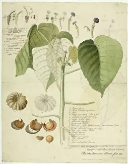 Ehret Prints: Hura crepitans, sandbox tree