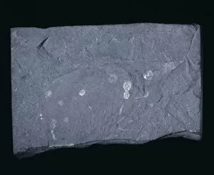 Crustacea Collection: Hurdia victoria, ancient fossil