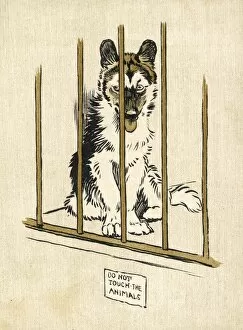 Husky Pup Aldin 1907