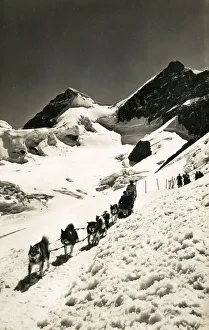 Husky sled dog team on the Jungfraujoch, Switzerland
