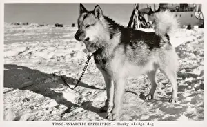Sleighs Prints: A Husky Sledge Dog