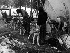 Images Dated 14th September 2011: Husky Sleigh