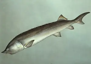 Aquatic Prints: Huso huso, beluga sturgeon