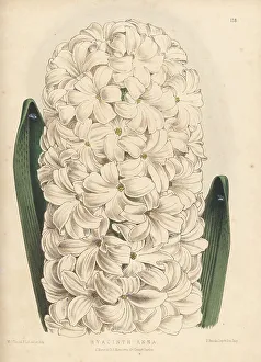 Messrs Prints: Hyacinth cultivar, Anna