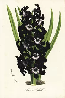 Hyacinth cultivar, Lord Melville, Hyacinthus orientalis