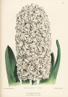 Etna Prints: Hyacinth hybrid, Etna