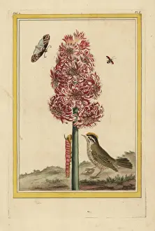 Hyacinth hybrid, Hyacinthus orientalis