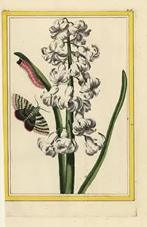 Hyacinth hybrid, Hyacinthus orientalis