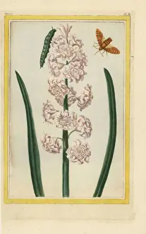 Hyacinth hybrid, Hyacinthus orientalis