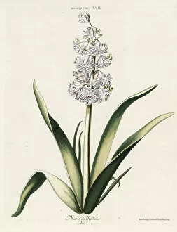 Nuremberg Gallery: Hyacinth hybrid variety, Marie de Medicis