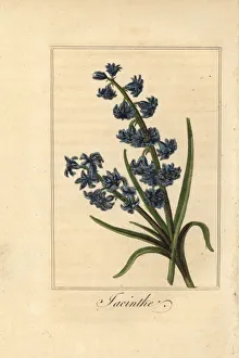Images Dated 31st March 2020: Hyacinth, jacinthe, Hyacinthus orientalis