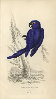 Dick Prints: Hyacinth macaw, Anodorhynchus hyacinthinus Endangered