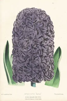 Volume 5 Prints: Hyacinth orientalis hybrid, Sultan
