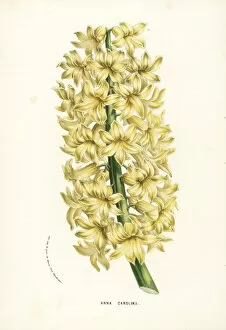 Hyacinth variety, Anna Carolina, Hyacinthus orientalis
