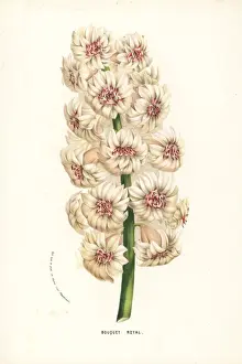 Hyacinth variety, Bouquet Royal, Hyacinthus orientalis