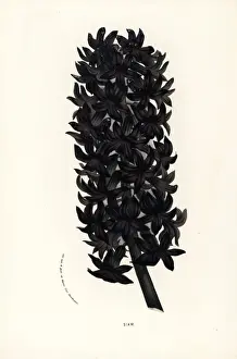 Hyacinth variety, Siam, Hyacinthus orientalis