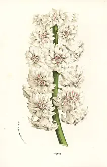 Hyacinth variety, Venus, Hyacinthus orientalis