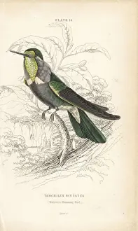 Hummingbirds Prints: Hyacinth visorbearer, Augastes scutatus