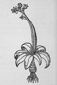Starry Prints: Hyacinthoides Non-Script