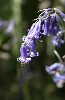 Bluebell Prints: Hyacinthoides nonscripta, bluebell