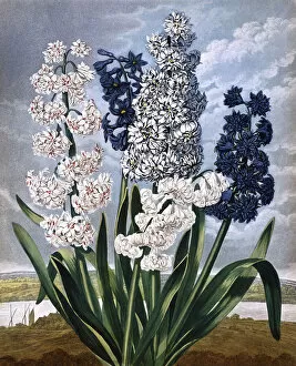Dark Collection: Hyacinths