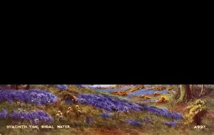 Rydal Prints: The Hyacinths, Rydal Water, Cumbria