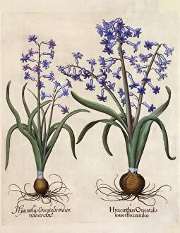 Latest Fine Art Gallery: Hyacinthus Orientalis (Hyacinth)