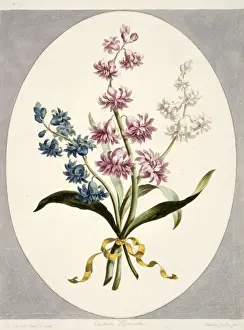 Asparagales Prints: Hyacinthus sp. Eastern hyacinths