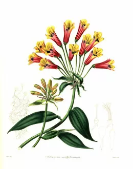 Alstroemeria Collection: Hybrid alstroemeria, Bomarea acutifolia x Alstroemeria aurea