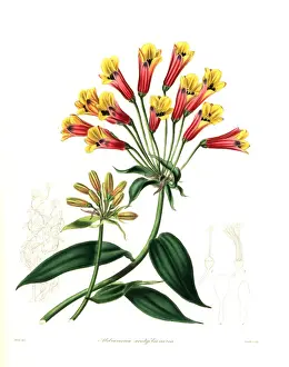 Aurea Prints: Hybrid alstroemeria, Bomarea acutifolia x Alstroemeria aurea