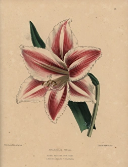 Amaryllis Gallery: Hybrid amaryllis with striped crimson and white