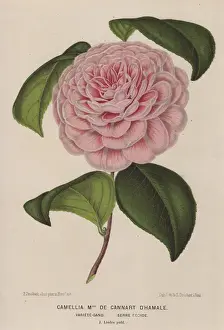 Ghent Prints: Hybrid camellia, Madame de Cannart d Hamale, Thea japonica
