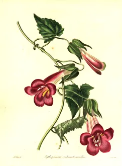 Nevitt Collection: Hybrid climbing lophospermum, Lophospermum