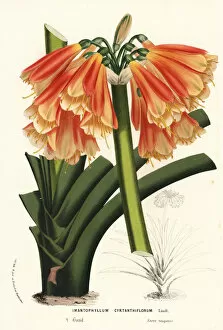 Serres Gallery: Hybrid clivia, Clivia cyrtanthiflora