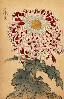 Chrysanthemum Prints: Hybrid crimson and white spoon chrysanthemum