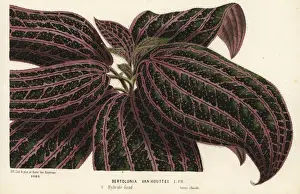 Hybrid dwarf foliage plant, Bertolonia van houttei