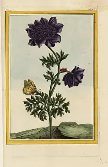 Doubles Prints: Hybrid garden anemone or pasqueflower, Pulsatilla vulgaris